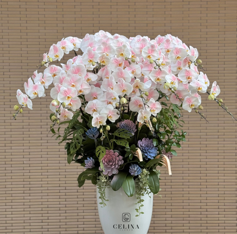 Orchids Pink Ombre