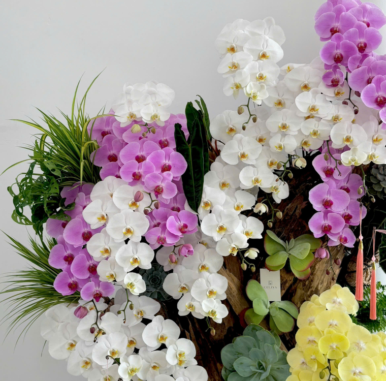Chậu lũa lan hồ điệp